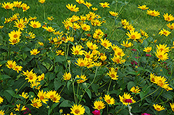 Hohlspiegel False Sunflower (Heliopsis helianthoides 'Hohlspiegel') at A Very Successful Garden Center