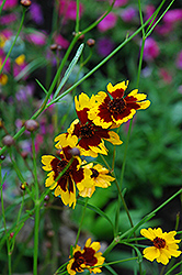 Brown Eyes Tickseed (Coreopsis 'Brown Eyes') at A Very Successful Garden Center