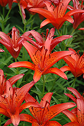 Milano Lily (Lilium 'Milano') at A Very Successful Garden Center