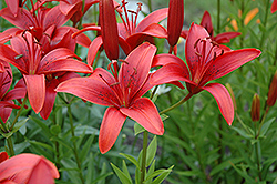 Red Duchess Lily (Lilium 'Red Duchess') at A Very Successful Garden Center