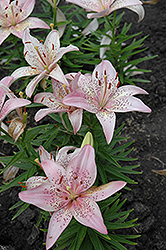 Denia Lily (Lilium 'Denia') at A Very Successful Garden Center