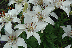 Avalanche Lily (Lilium 'Avalanche') at A Very Successful Garden Center