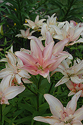 Aphrodite Lily (Lilium 'Aphrodite') at A Very Successful Garden Center