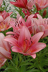 Nomade Lily (Lilium 'Nomade') at A Very Successful Garden Center