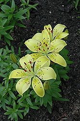 Sparkle Lily (Lilium 'Sparkle') at A Very Successful Garden Center