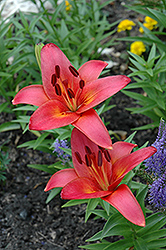 Eurogold Lily (Lilium 'Eurogold') at Stonegate Gardens