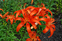 Fire Alarm Lily (Lilium 'Fire Alarm') at A Very Successful Garden Center