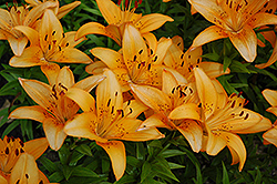 Sans Rafael Lily (Lilium 'Sans Rafael') at A Very Successful Garden Center