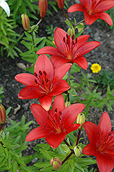 Lovelight Lily (Lilium 'Lovelight') at A Very Successful Garden Center