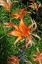 Lens Orangeade Lily (Lilium 'Lens Orangeade') at Stonegate Gardens