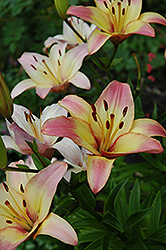 Corridia Lily (Lilium 'Corridia') at A Very Successful Garden Center