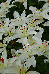 Insell Lily (Lilium 'Insell') at Lakeshore Garden Centres