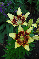 Latvia Lily (Lilium 'Latvia') at A Very Successful Garden Center