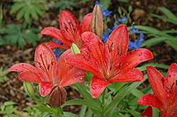 Science Fiction Lily (Lilium 'Science Fiction') at A Very Successful Garden Center