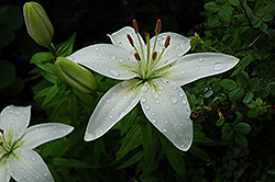 Colibri Lily (Lilium 'Colibri') at A Very Successful Garden Center