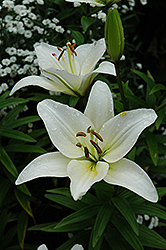 Navona Lily (Lilium 'Navona') at A Very Successful Garden Center