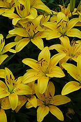 Sunray Lily (Lilium 'Sunray') at Stonegate Gardens