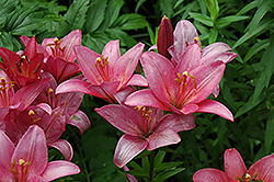 Royal Dream Lily (Lilium 'Royal Dream') at A Very Successful Garden Center