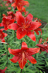 Bold Knight Lily (Lilium 'Bold Knight') at A Very Successful Garden Center