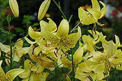 Sutton's Gold Lily (Lilium 'Sutton's Gold') at A Very Successful Garden Center
