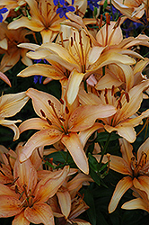 Peach Pink Lily (Lilium 'Peach Pink') at A Very Successful Garden Center