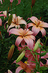 Mary Margaret Lily (Lilium 'Mary Margaret') at Stonegate Gardens