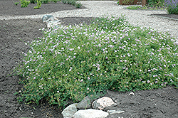 Crown Vetch (Coronilla varia) at A Very Successful Garden Center