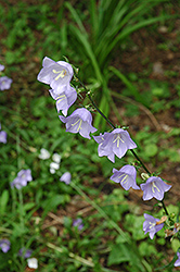 Bluebells Of Scotland (Campanula rotundifolia) at A Very Successful Garden Center