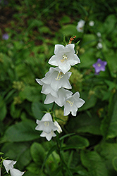 White Peachleaf Bellflower (Campanula persicifolia 'Alba') at A Very Successful Garden Center