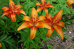Gale's Favorite Lily (Lilium 'Gale's Favorite') at Lakeshore Garden Centres