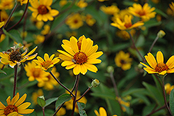 Prairie Sunset False Sunflower (Heliopsis helianthoides 'Prairie Sunset') at Stonegate Gardens