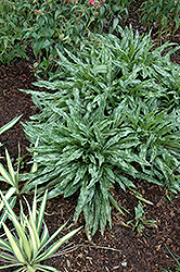 Cevennensis Lungwort (Pulmonaria longifolia 'Cevennensis') at A Very Successful Garden Center
