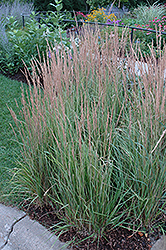 Variegated Reed Grass (Calamagrostis x acutiflora 'Overdam') at The Mustard Seed