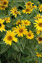 Loraine Sunshine False Sunflower (Heliopsis helianthoides 'Loraine Sunshine') at Lakeshore Garden Centres