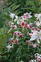 Starburst Sensation Lily (Lilium 'Starburst Sensation') at Stonegate Gardens