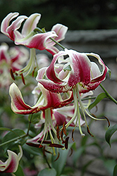 Scheherezade Lily (Lilium 'Scheherezade') at Stonegate Gardens