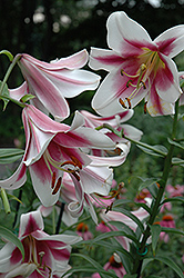 Silk Road Lily (Lilium 'Silk Road') at Stonegate Gardens