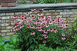 Magnus Coneflower (Echinacea purpurea 'Magnus') at A Very Successful Garden Center