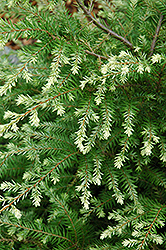 Moon Frost Hemlock (Tsuga canadensis 'Moon Frost') at Stonegate Gardens