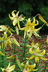 August Gold Lily (Lilium 'August Gold') at A Very Successful Garden Center