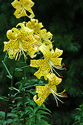 Nutmegger Lily (Lilium 'Nutmegger') at Lakeshore Garden Centres