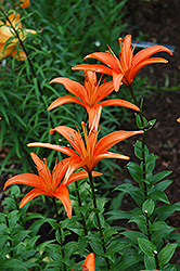 Orange Monarch Lily (Lilium 'Orange Monarch') at Lakeshore Garden Centres