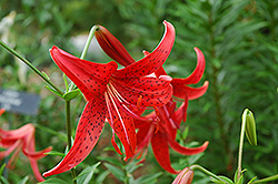 Red Bess Lily (Lilium 'Red Bess') at A Very Successful Garden Center