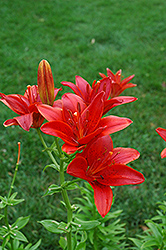 China Doll Lily (Lilium 'China Doll') at A Very Successful Garden Center