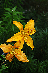 Golden Tapestry Lily (Lilium 'Golden Tapestry') at A Very Successful Garden Center