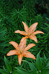 Hartford Lily (Lilium 'Hartford') at A Very Successful Garden Center