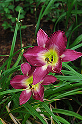 Swirling Waters Daylily (Hemerocallis 'Swirling Waters') at A Very Successful Garden Center