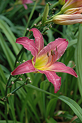 Charlemagne Daylily (Hemerocallis 'Charlemagne') at A Very Successful Garden Center