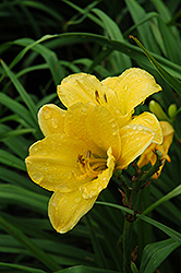 Chicago Full Moon Daylily (Hemerocallis 'Chicago Full Moon') at A Very Successful Garden Center