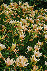 Broadmoor Delight Daylily (Hemerocallis 'Broadmoor Delight') at A Very Successful Garden Center